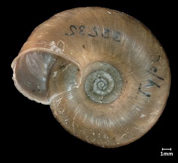 Media type: image;   Malacology 32535 Aspect: basal